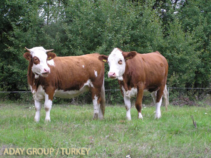 aday grup a c c international trading group farm canli besilik sigir ve gebe duve ithal besilik gebe duve satisi ve fiyatlari